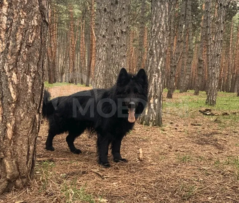 The most beloved German shepherds Tbilisi - photo 8