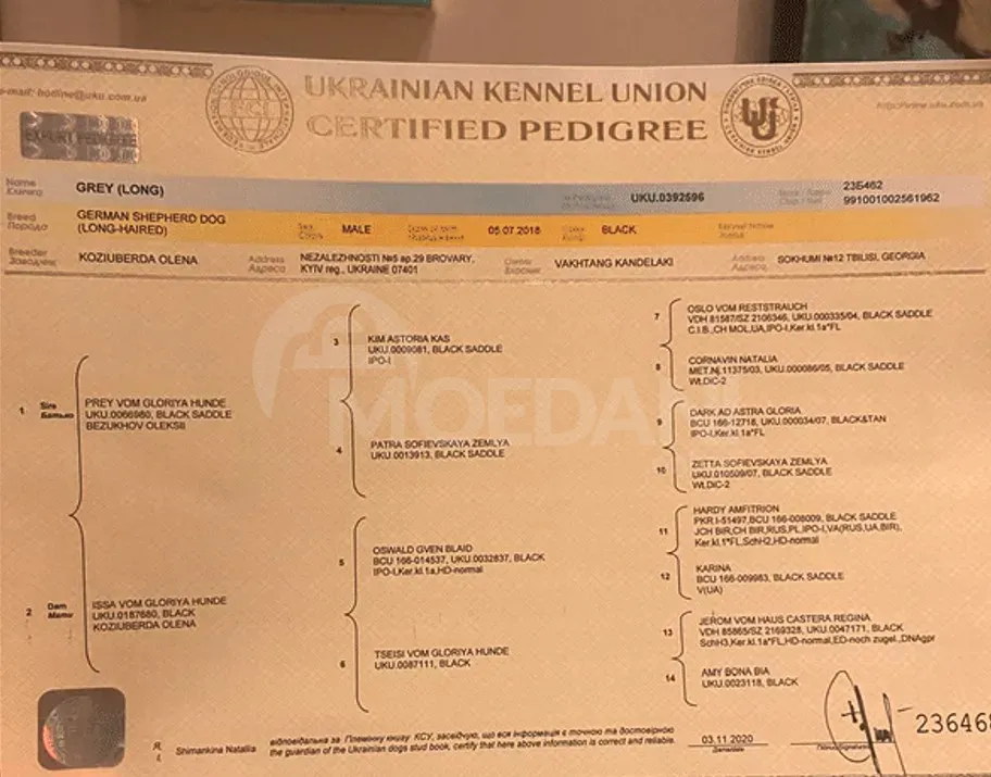 The most beloved German shepherds Tbilisi - photo 4