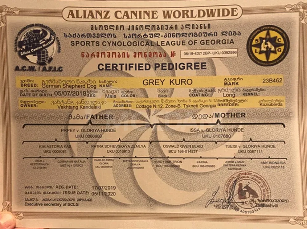 The most beloved German shepherds Tbilisi - photo 5