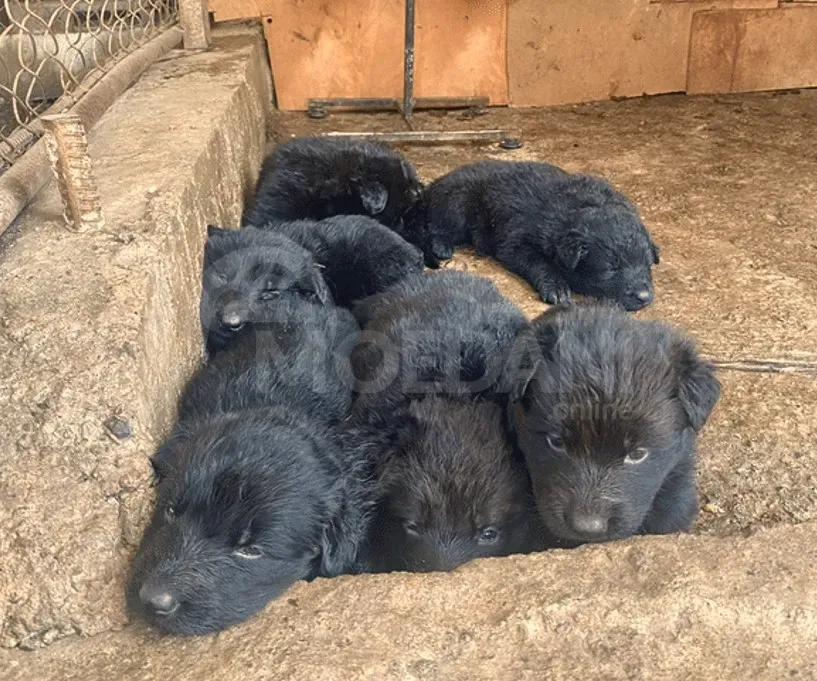 The most beloved German shepherds Tbilisi - photo 1