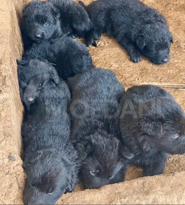 The most beloved German shepherds Tbilisi - photo 2