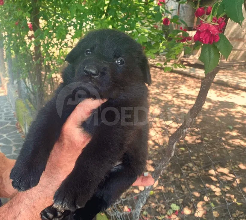 The most beloved German shepherds Tbilisi - photo 3