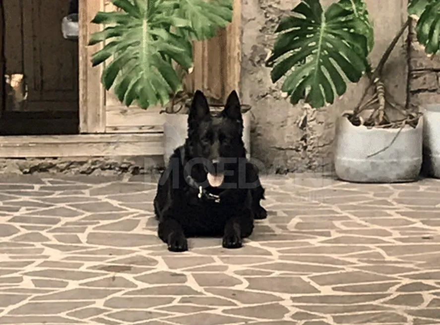 The most beloved German shepherds Tbilisi - photo 7