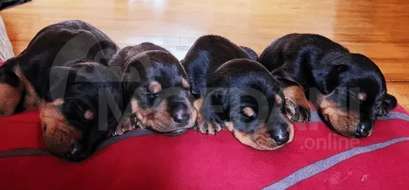 The most beloved German shepherds Tbilisi - photo 9