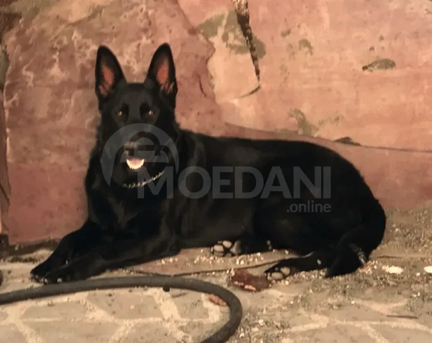 The most beloved German shepherds Tbilisi - photo 6