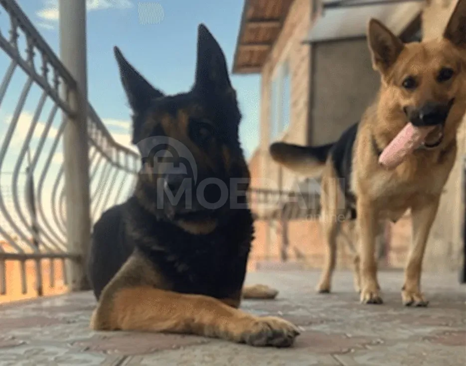 German Shepherd female puppy for sale Tbilisi - photo 2