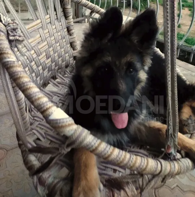 German Shepherd female puppy for sale Tbilisi - photo 3