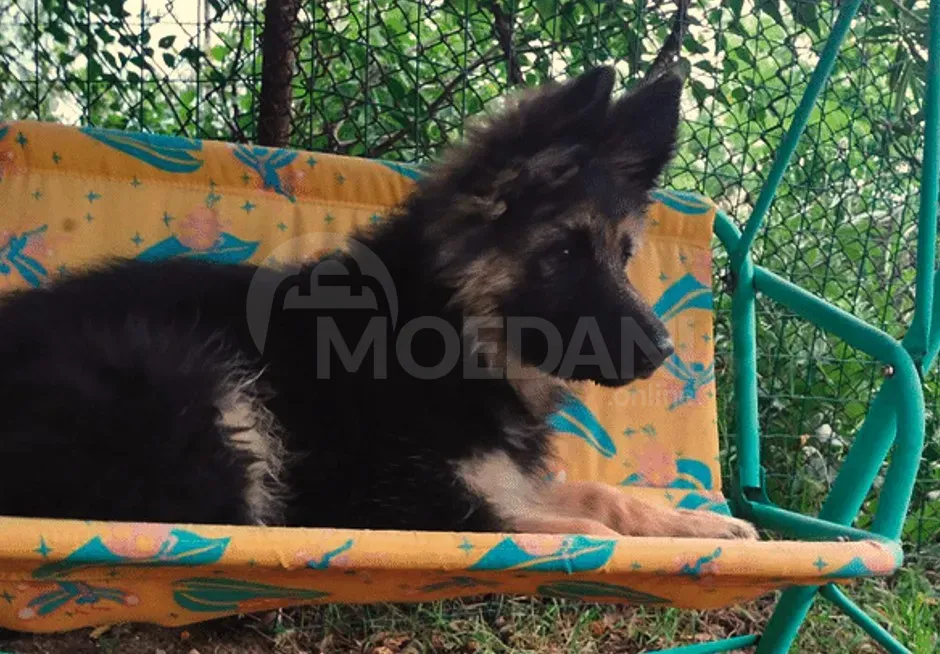German Shepherd female puppy for sale Tbilisi - photo 1