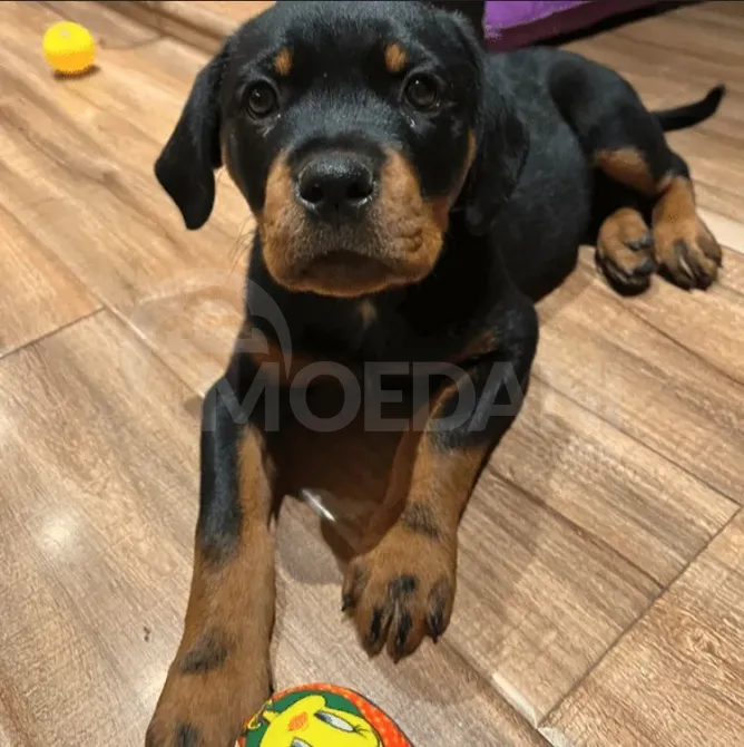 Девочка ротвейлера Тбилиси - изображение 1