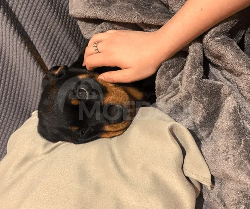 Девочка ротвейлера Тбилиси - изображение 2