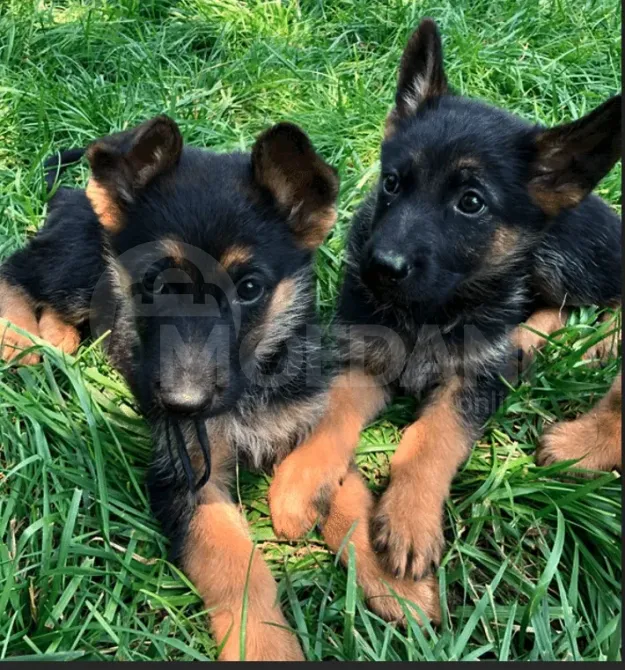 Purebred German Shepherd puppies for sale Tbilisi - photo 5