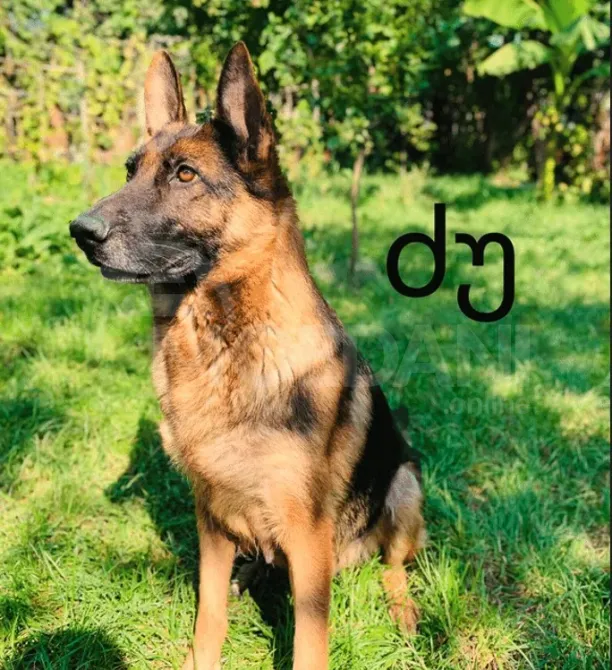 Purebred German Shepherd puppies for sale Tbilisi - photo 3