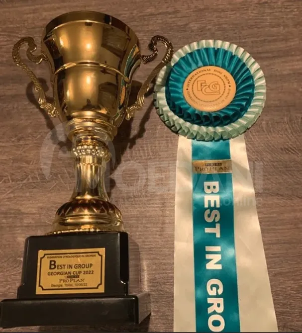 Purebred German Shepherd puppies for sale Tbilisi - photo 1