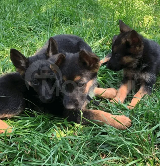 Purebred German Shepherd puppies for sale Tbilisi - photo 4