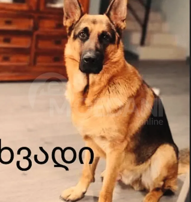 Purebred German Shepherd puppies for sale Tbilisi - photo 2
