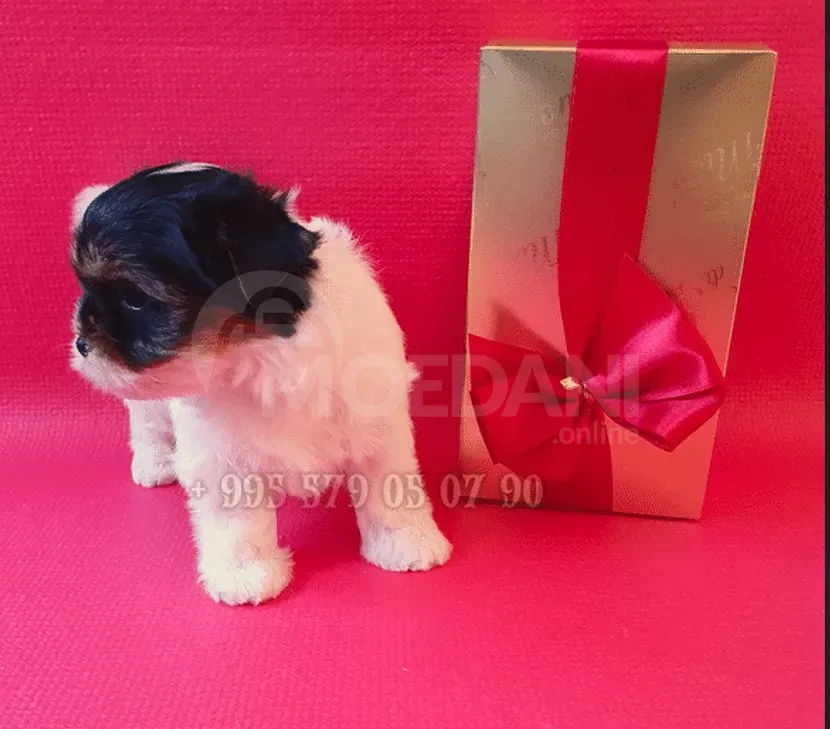 Იყიდება მინი ჯიშის, ბივერ ტერიერი. მინი ლეკვები. თბილისი - photo 3