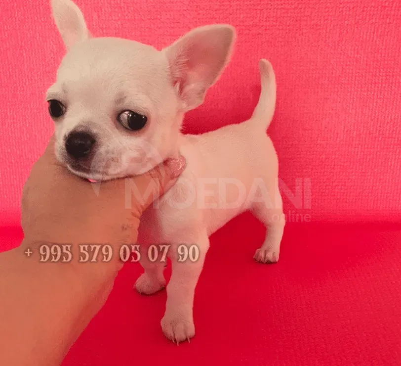 Мини щенок чихуахуа. Чистая кровь. ФЦИ-ФКГ. Тбилиси - изображение 3