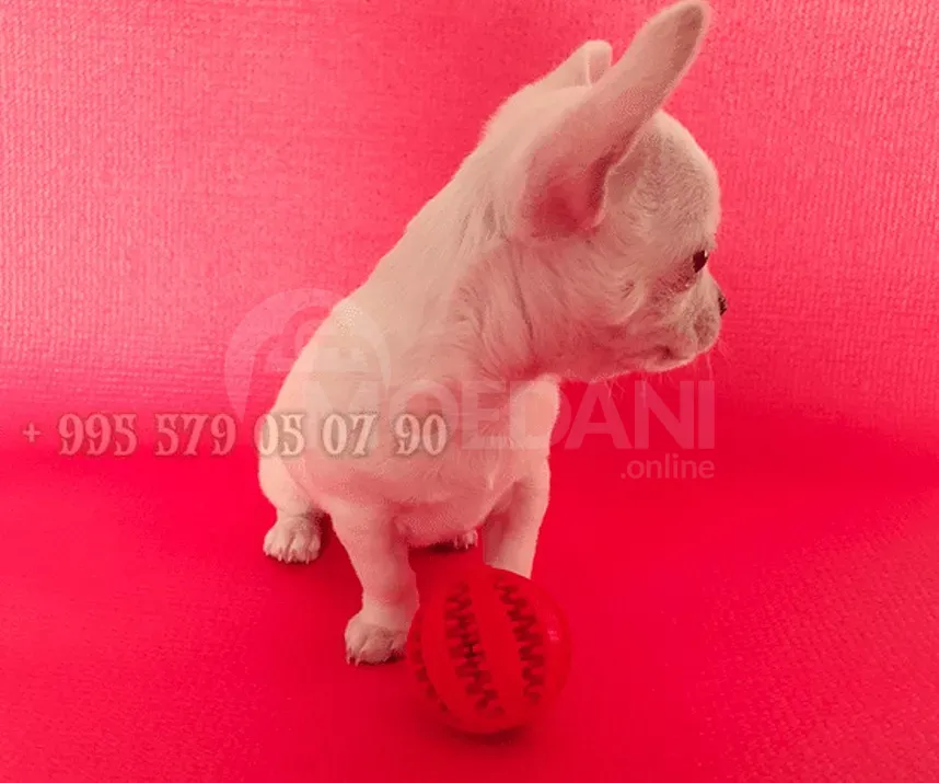 Мини щенок чихуахуа. Чистая кровь. ФЦИ-ФКГ. Тбилиси - изображение 2