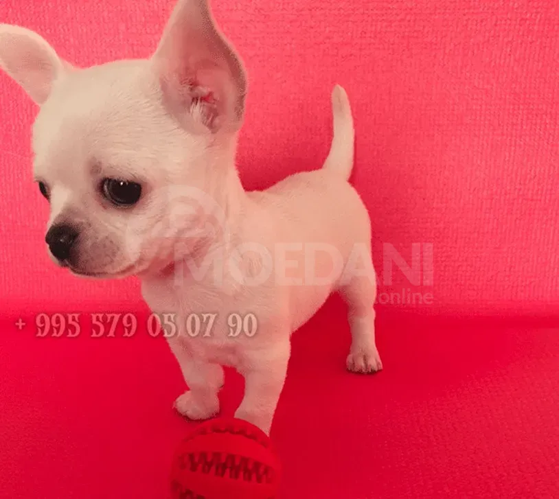 Мини щенок чихуахуа. Чистая кровь. ФЦИ-ФКГ. Тбилиси - изображение 4