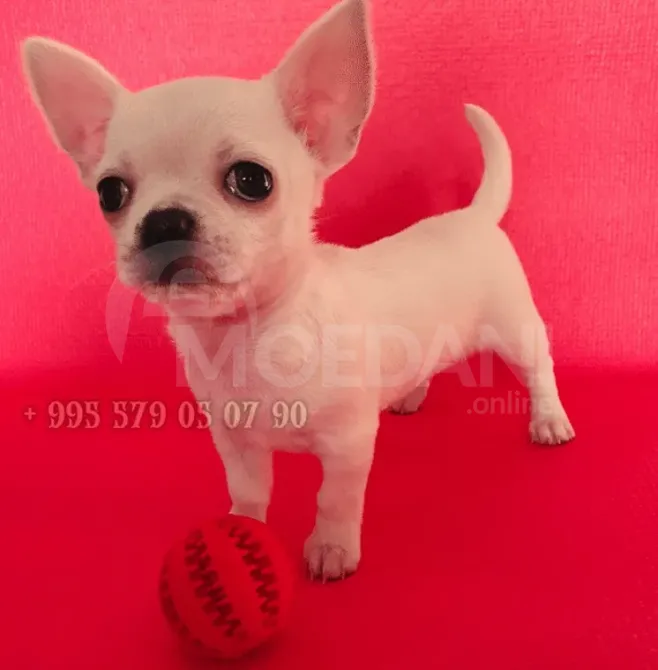 Мини щенок чихуахуа. Чистая кровь. ФЦИ-ФКГ. Тбилиси - изображение 1