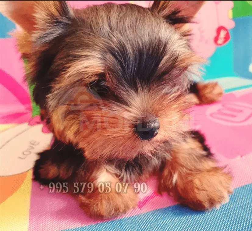 Იყიდება იორკშირ ტერიერის ლეკვები. FCI-FCG. თბილისი - photo 1