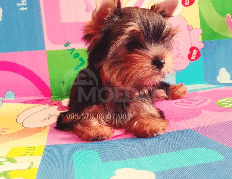 Იყიდება იორკშირ ტერიერის ლეკვები. FCI-FCG. თბილისი - photo 3