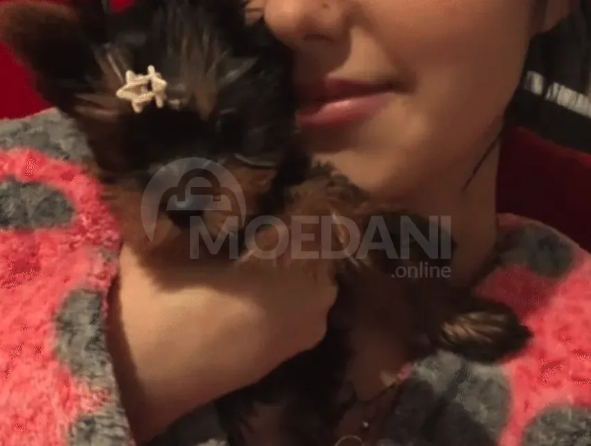 орк Тбилиси - изображение 1