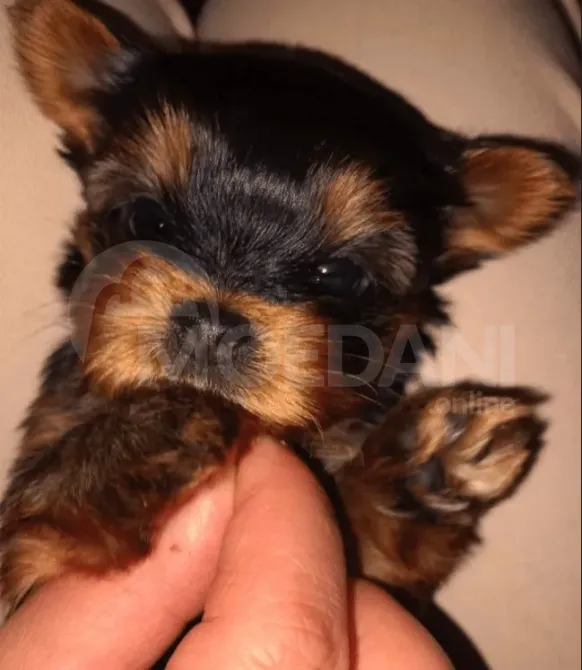 Ვყიდი იორკს ლამაზ ლეკვს თბილისი - photo 1