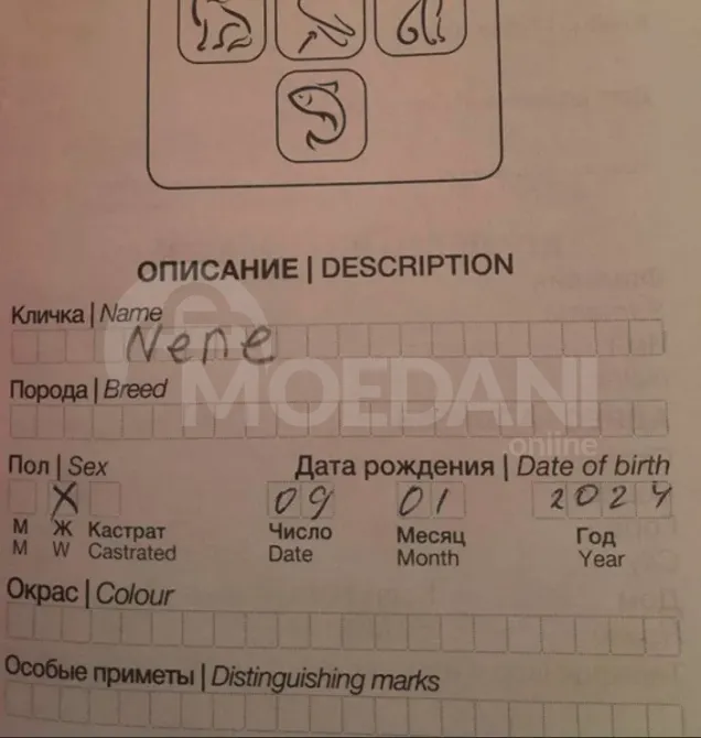 Йоркширский терьер Тбилиси - изображение 2