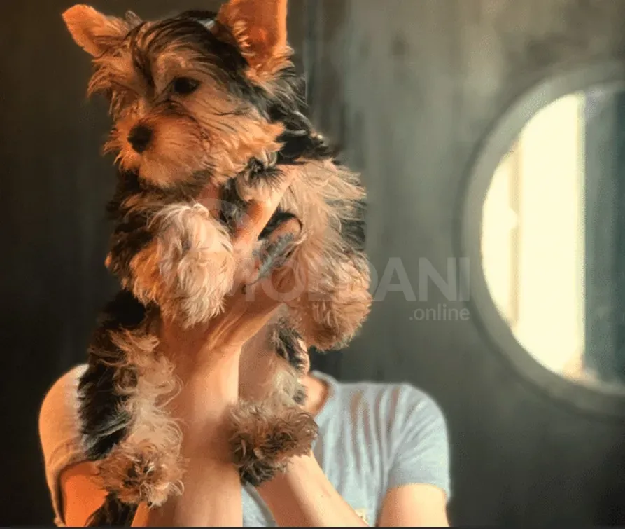 Йоркширский терьер Тбилиси - изображение 1