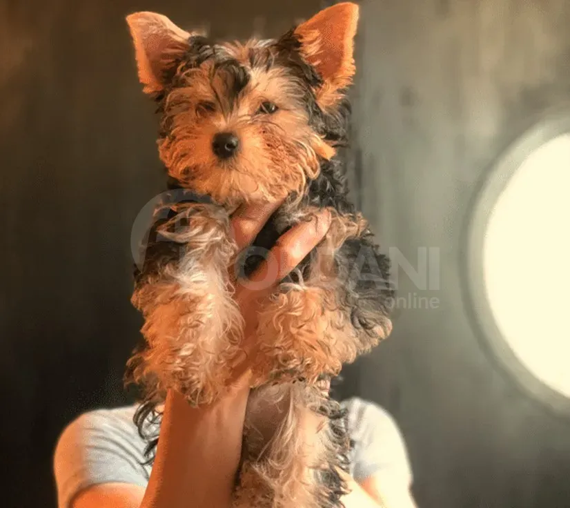 Йоркширский терьер Тбилиси - изображение 3