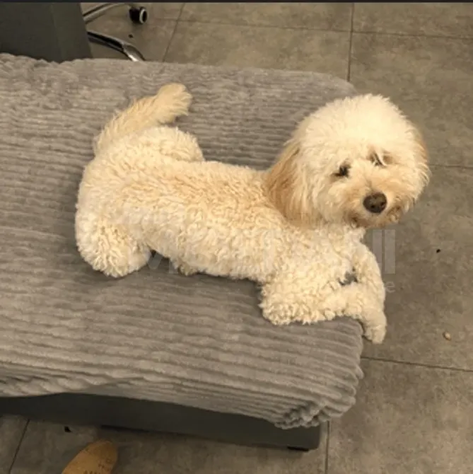 Poodle dog calendar 3 თვის წინ view 153 view 125 share on social media თბილისი - photo 1