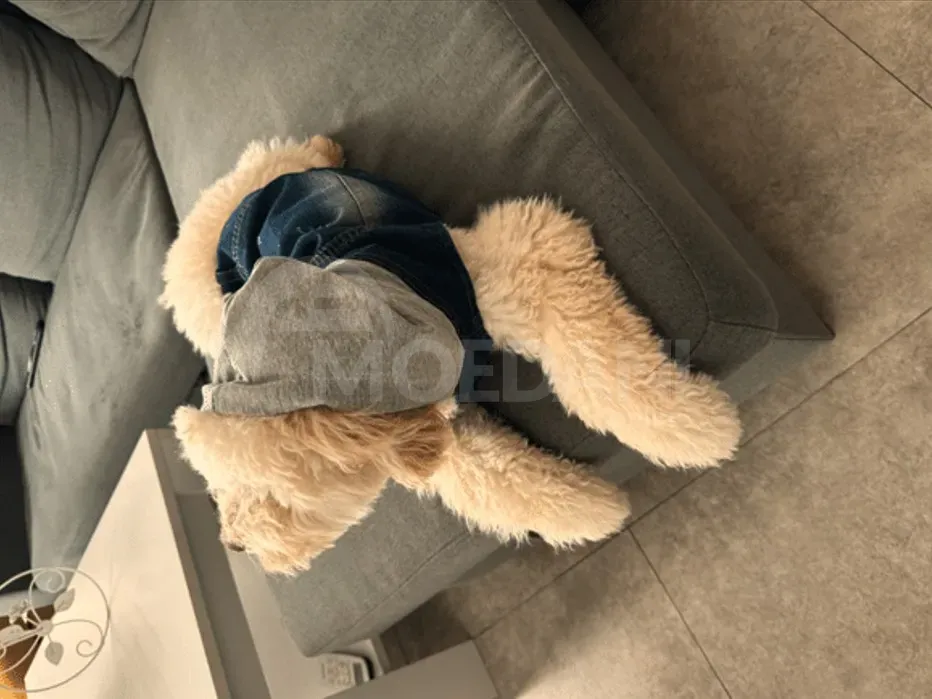 Poodle dog calendar 3 თვის წინ view 153 view 125 share on social media თბილისი - photo 2