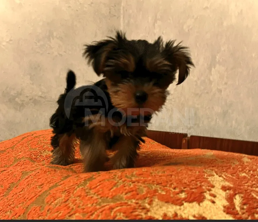 An orc puppy Tbilisi - photo 4
