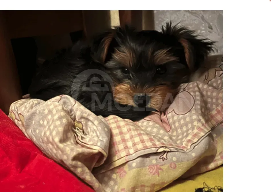 An orc puppy Tbilisi - photo 2