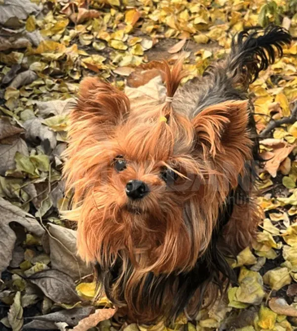 An orc puppy Tbilisi - photo 1