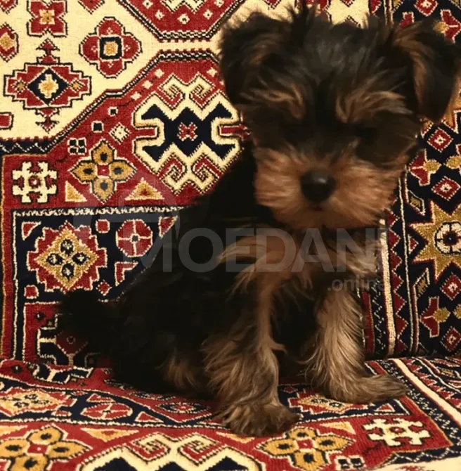 An orc puppy Tbilisi - photo 3