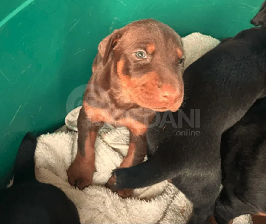 Იყიდება სუფთა ჯიშის დობერმანის ლეკვები თბილისი - photo 3