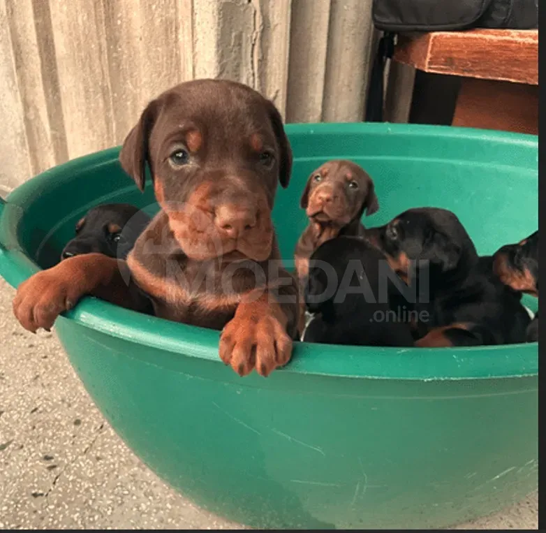 Იყიდება სუფთა ჯიშის დობერმანის ლეკვები თბილისი - photo 1