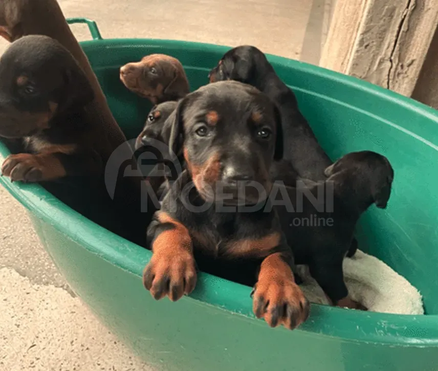 Იყიდება სუფთა ჯიშის დობერმანის ლეკვები თბილისი - photo 4