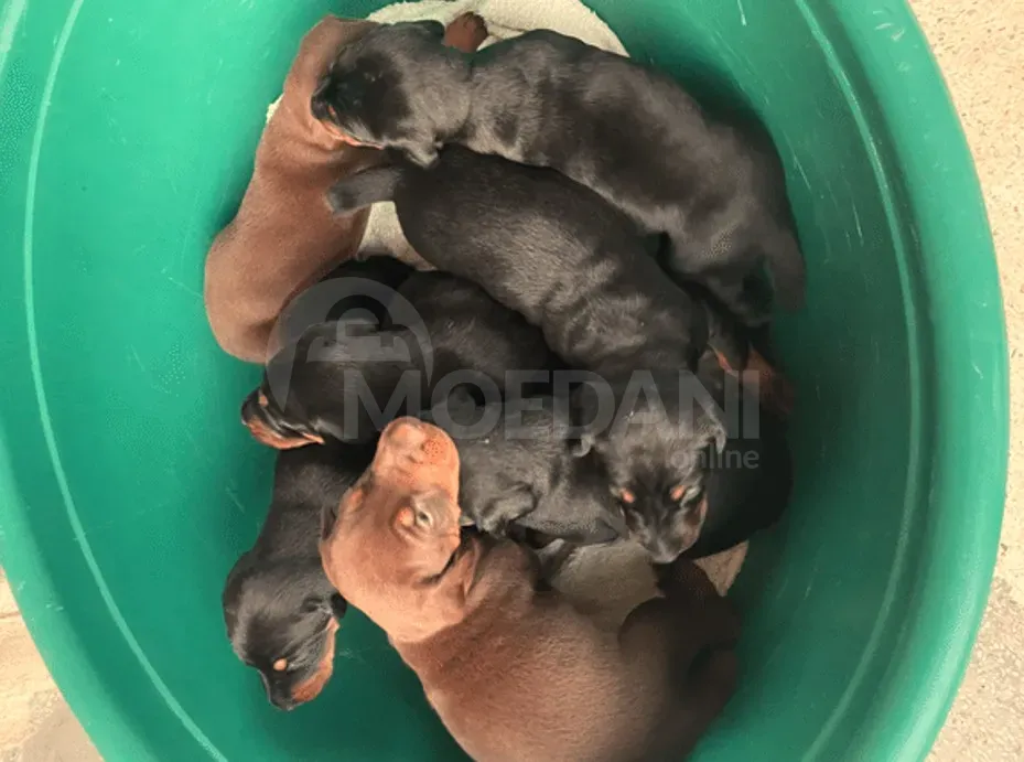 Იყიდება სუფთა ჯიშის დობერმანის ლეკვები თბილისი - photo 2