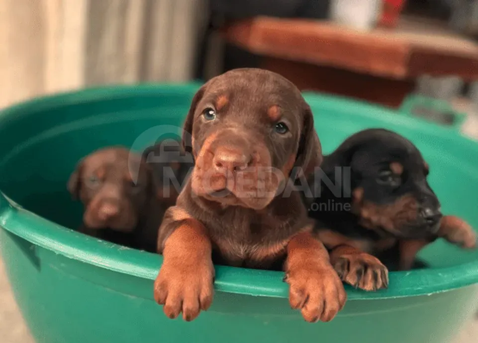 Იყიდება სუფთა ჯიშის დობერმანის ლეკვები თბილისი - photo 5