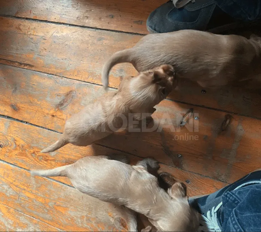 Cocker spaniel Tbilisi - photo 1