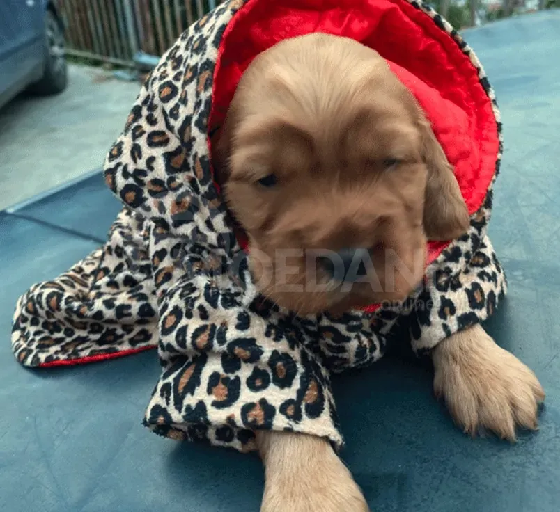 Cocker spaniel Tbilisi - photo 2