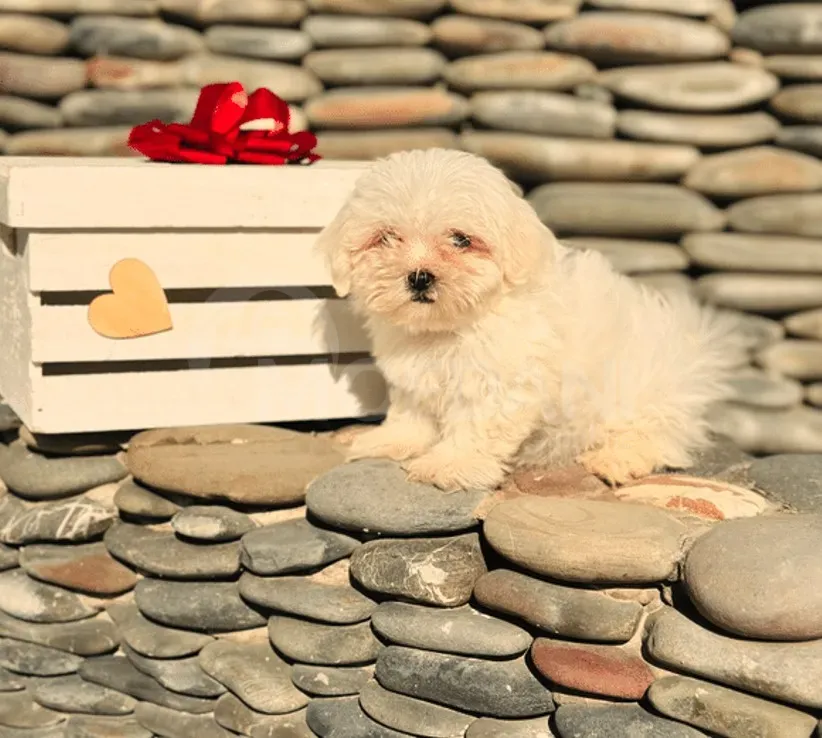 Он на Мальте Тбилиси - изображение 2