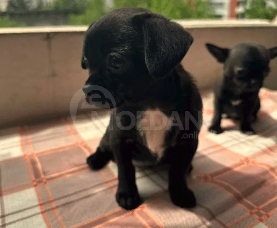 Щенок чихуахуа Тбилиси - изображение 3