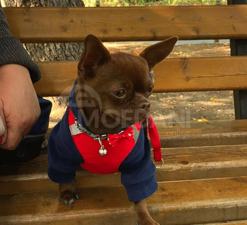 Щенок чихуахуа Тбилиси - изображение 1