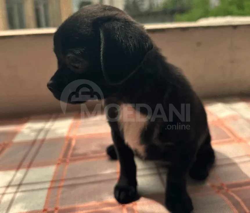 Щенок чихуахуа Тбилиси - изображение 4