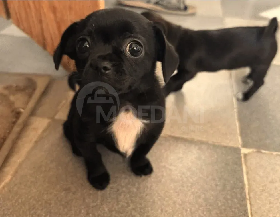 He is a chihuahua Tbilisi - photo 2