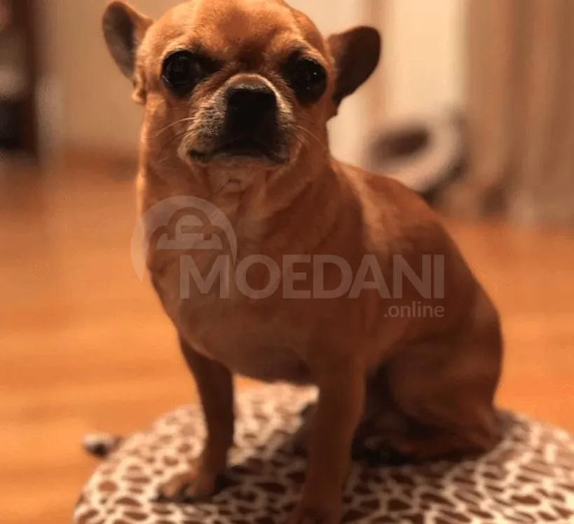 He is a chihuahua Tbilisi - photo 1